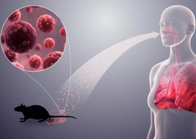 Especial cuidado con el virus Hanta en verano