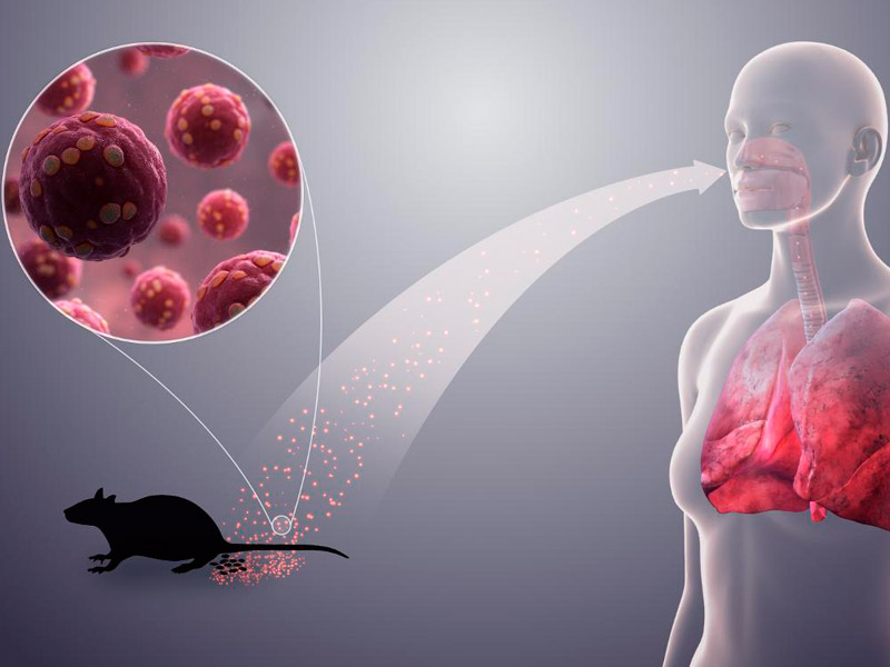 Especial cuidado con el virus Hanta en verano