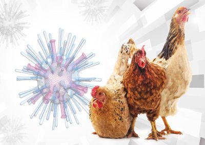 Influenza aviar: Conozca todo sobre este virus