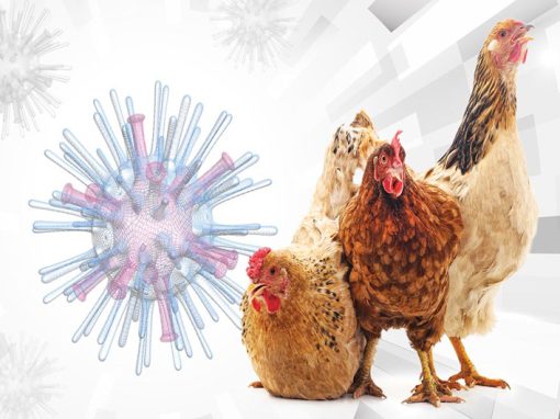 Influenza aviar: Conozca todo sobre este virus