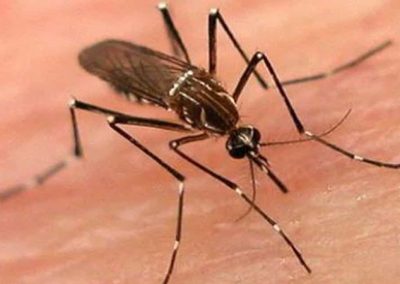 Medidas preventivas ante picaduras de mosquitos