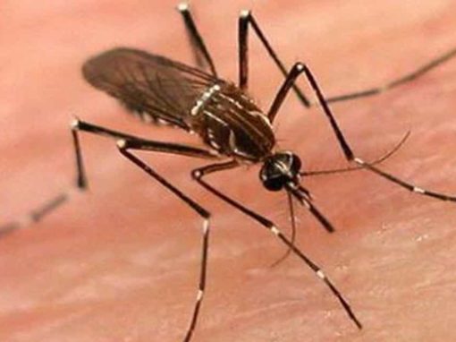 Medidas preventivas ante picaduras de mosquitos