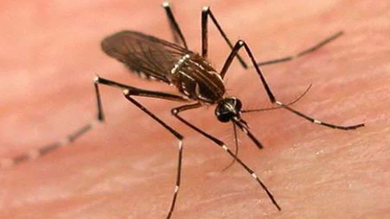 DENGUE