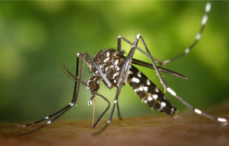 aedes-en-alta-2
