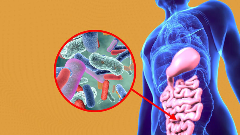 ¿Qué es la Microbiota intestinal?