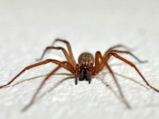 Arañas de rincón: cómo reconocerlas y qué hacer en caso de mordedura