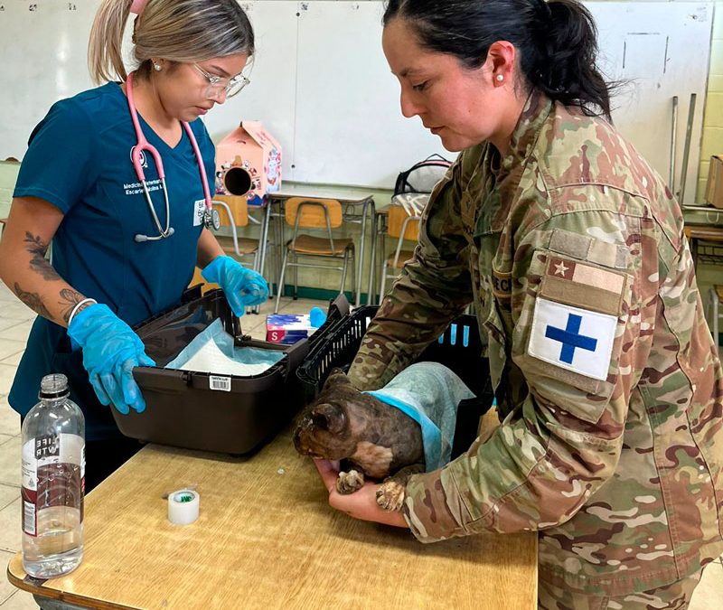 Personal de Veterinaria del Ejército brinda atención a los animales afectados por los incendios de la Región de Valparaíso