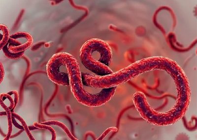 Alerta epidemiológica por virus Bundibugyo