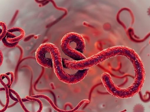 Alerta epidemiológica por virus Bundibugyo