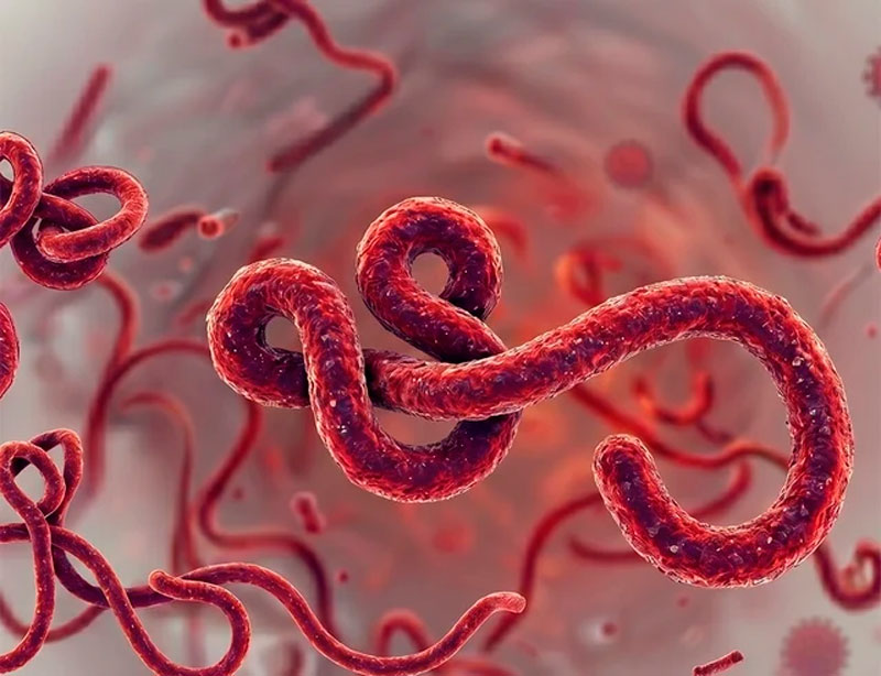 virus-ebola