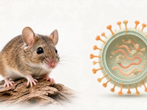 Alerta sanitaria por virus hanta
